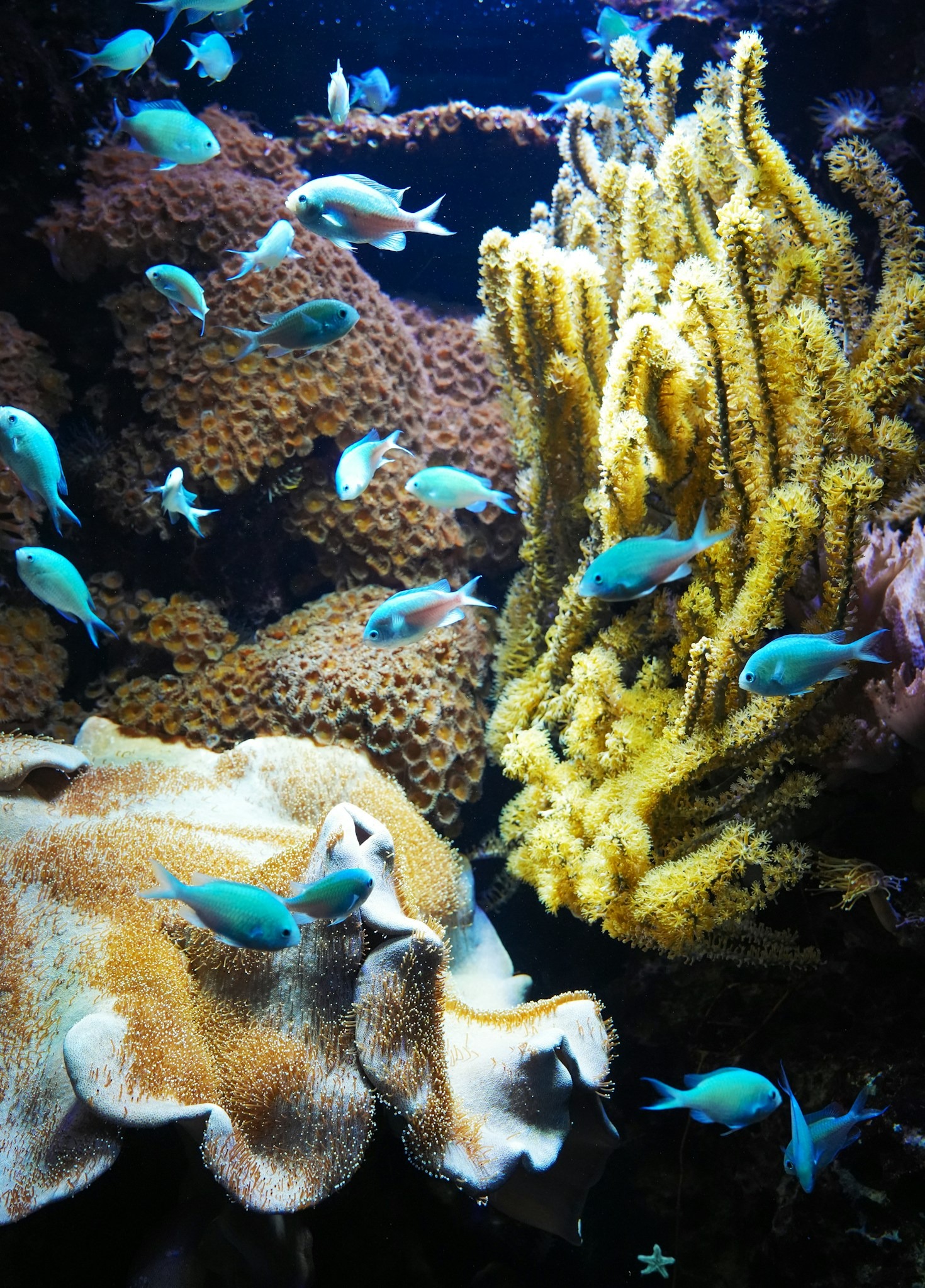 The Importance of Coral Reefs to Marine Life